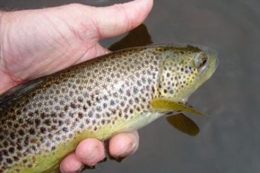 Brown Trout are one target that respond well to perfect presentation