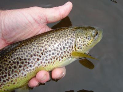 Brown Trout are one target that respond well to perfect presentation