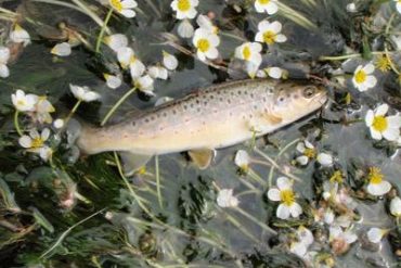 A beautiful wild brown trout on a bed of ranunculus.