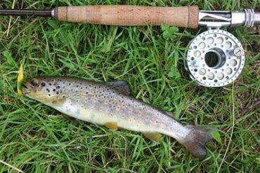 A beautiful wild trout from an Alpine river on the XF2+ three weight, and plume tip.