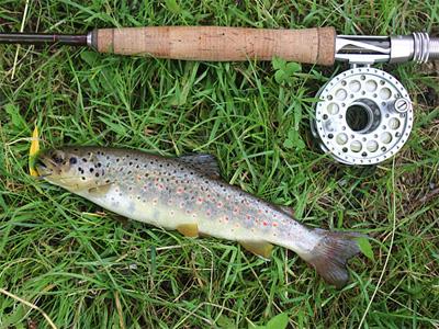A beautiful wild trout from an Alpine river on the XF2+ three weight, and plume tip.