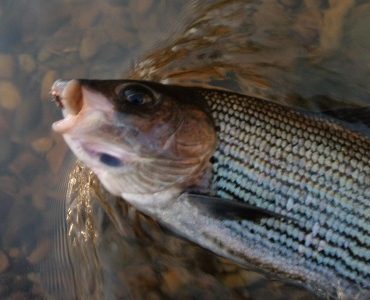 Trio, duo or dry fly - all 3 methods are viable in winter says Jeremy Lucas