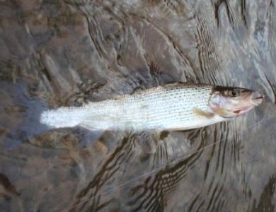 A hungry winter grayling caught fly fishing on the River Eden