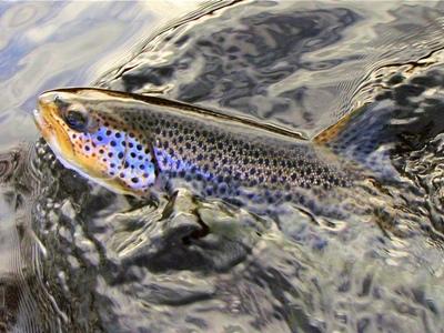 Brown trout succumb more readily to well presented dry flies