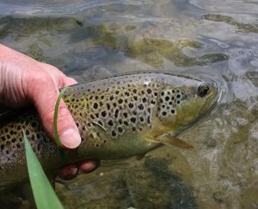 Returning a 2lb brown trout to the l'Aa