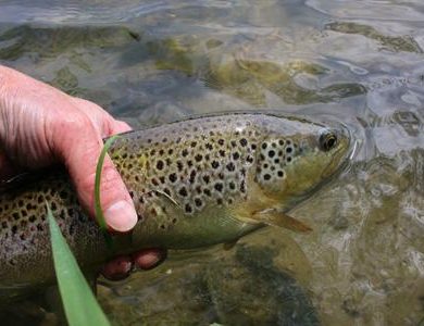 Returning a 2lb brown trout to the l'Aa