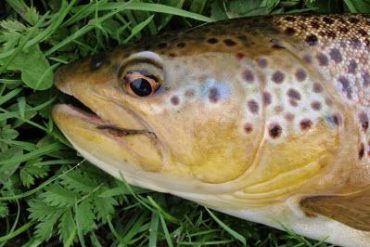 River Eden Brown trout