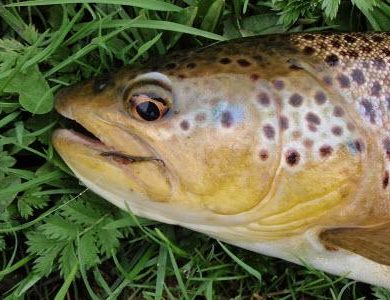 River Eden Brown trout