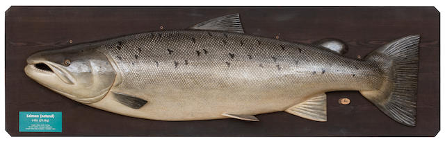 British Record Atlantic Salmon - 64lb