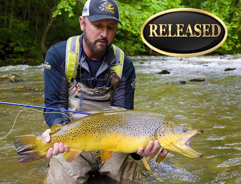 17lb Brown Trout on 2lb Tippet Poised for World Record Fish & Fly