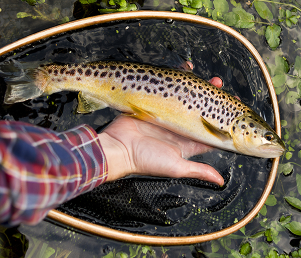 CHALK The Movie Film Review Fish & Fly