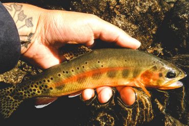 Californian Golden Trout - by Chase Bartee