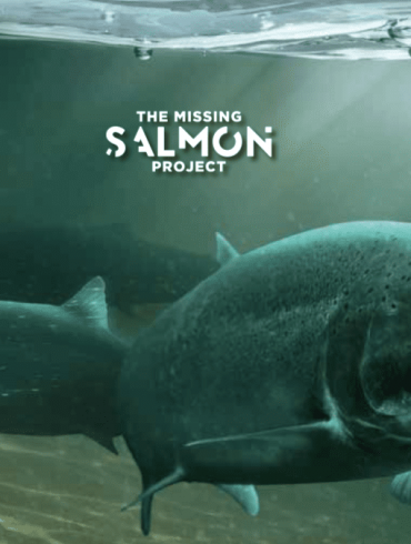 Missing Salmon Project