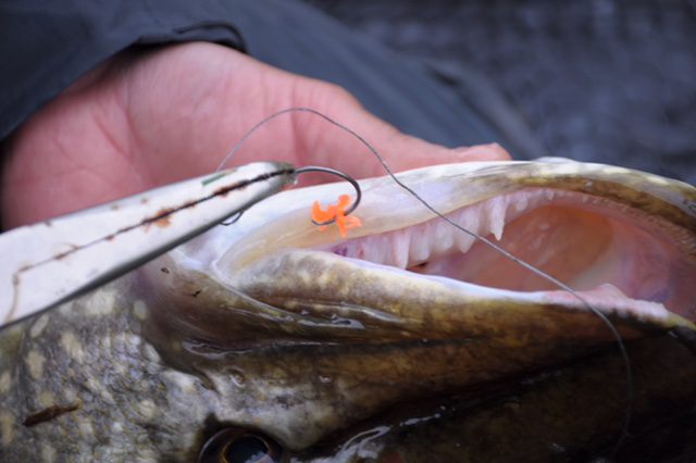 Circle Hooks Reconsidered - Fish & Fly